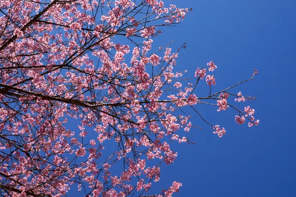 粉红色的花"野生喜马拉雅山樱桃". — 图库照片