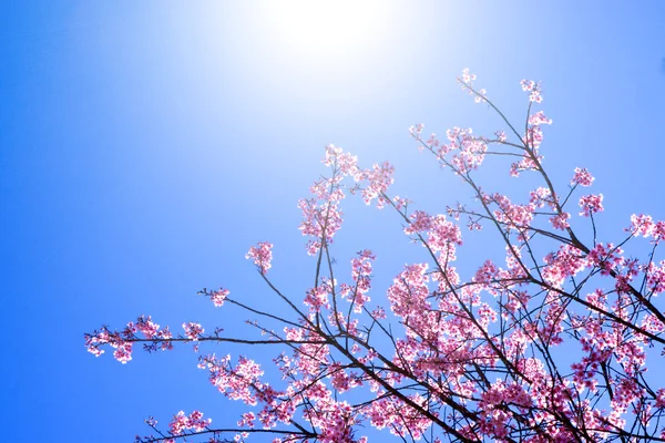 Růžový květ "divoké himálajské cherry". — Stock fotografie