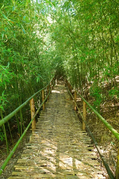 Natural corridors of bamboo forest. — Stock Photo, Image