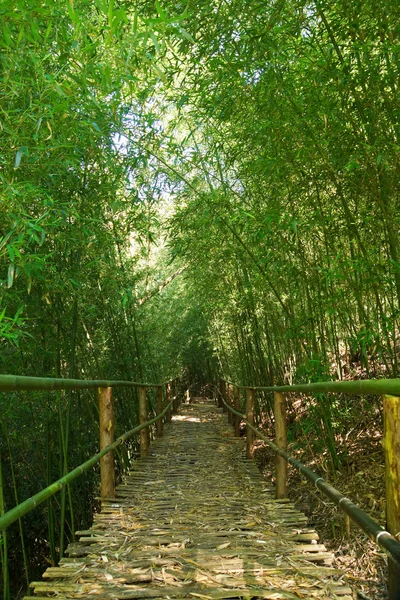 Doğal bambu ormanı koridorlarında. — Stok fotoğraf