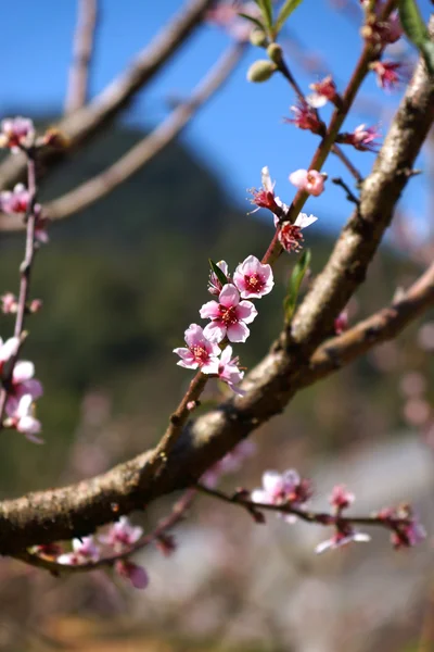 Čínská švestka, japonský meruněk. — Stock fotografie