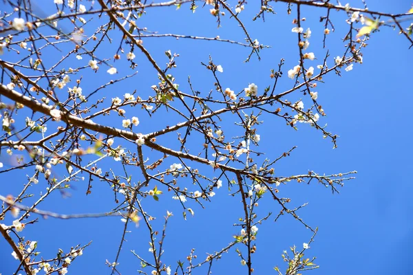 Chinese pruimenboom, Japanse abrikoos boom. — Stockfoto