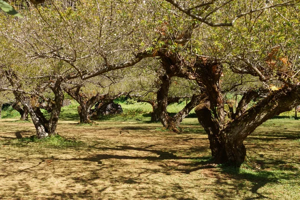 Chinese plum tree, Japanese apricot tree. — Stock Photo, Image