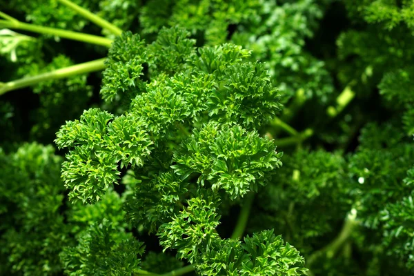 Parsley leaves in the garden — Stock Photo, Image
