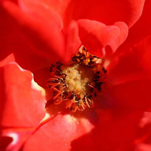 Rose rosse da vicino. — Foto Stock
