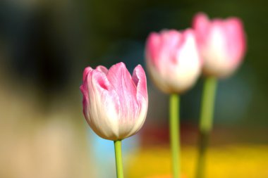 Lale bahçesinde çiçek.