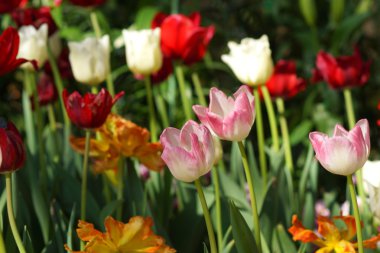 Lale bahçesinde çiçek.