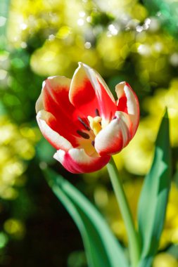 Lale bahçesinde çiçek.