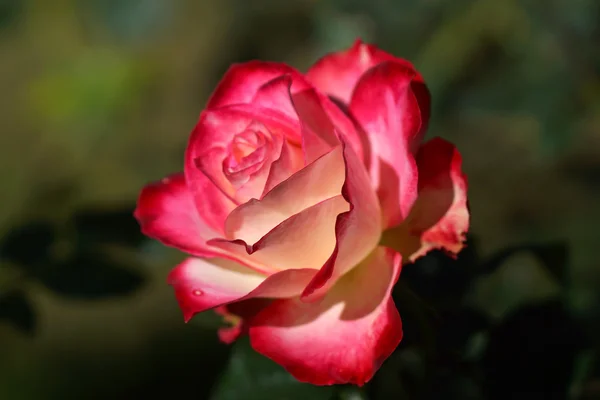 Rote Rosen aus nächster Nähe. — Stockfoto