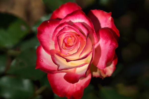 Rosas vermelhas de perto. — Fotografia de Stock