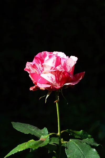 Roses rouges et rayures blanches — Photo