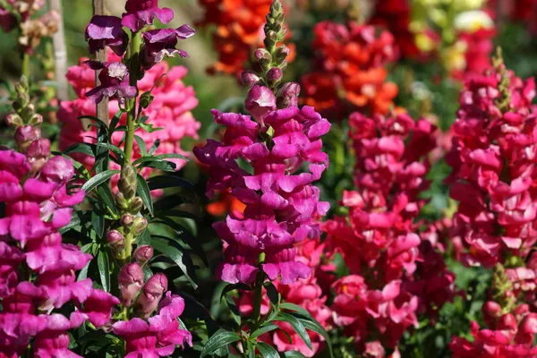 Crimson antirrhinum (snapdragon) flower — Stock Photo, Image