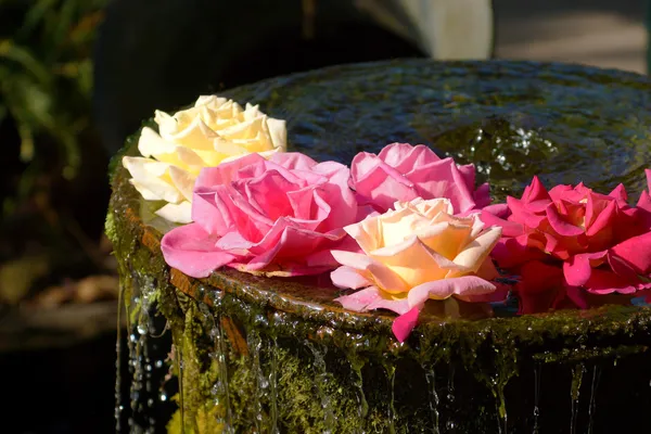 Las rosas flotan en la cerámica . — Foto de Stock