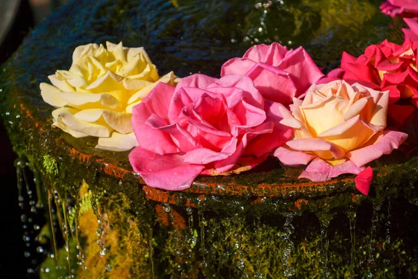 Las rosas flotan en la cerámica . — Foto de Stock