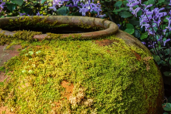 Moss on ancient pottery — Stock Photo, Image