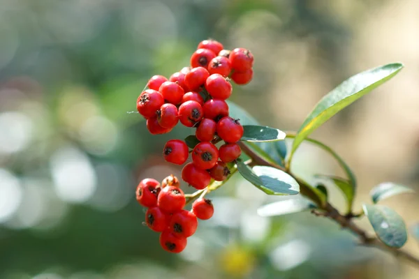 Bacche fresche — Foto Stock