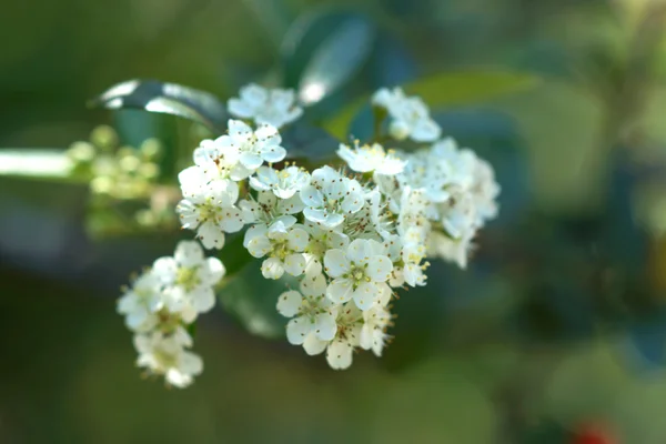 Flores silvestres blancas — Foto de Stock