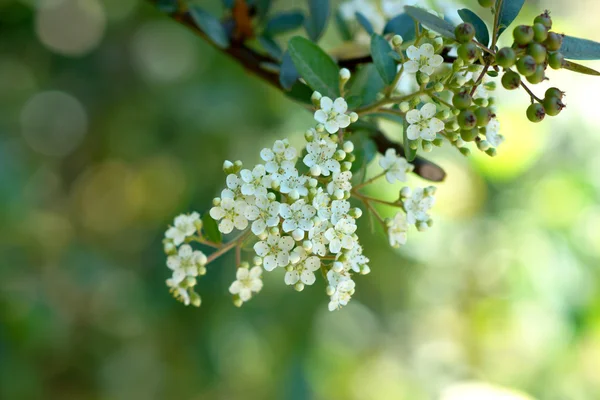 Wildflowers White — Stock Photo, Image