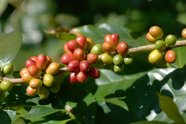 Fresh coffee beans on the tree — Stock Photo, Image