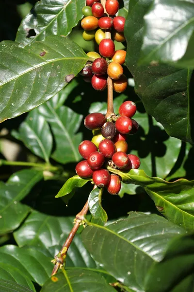 Verse koffiebonen op de boom — Stockfoto