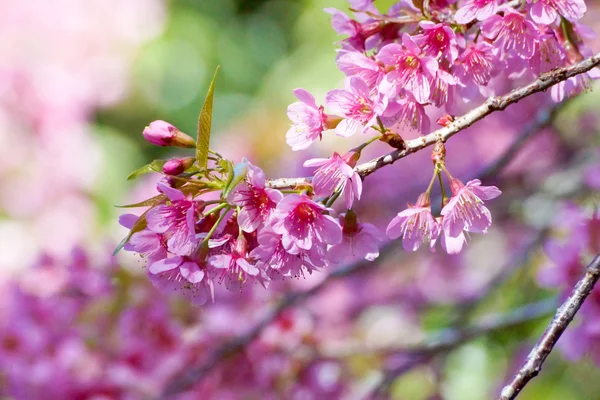 Pembe çiçek "vahşi Himalaya kiraz". — Stok fotoğraf