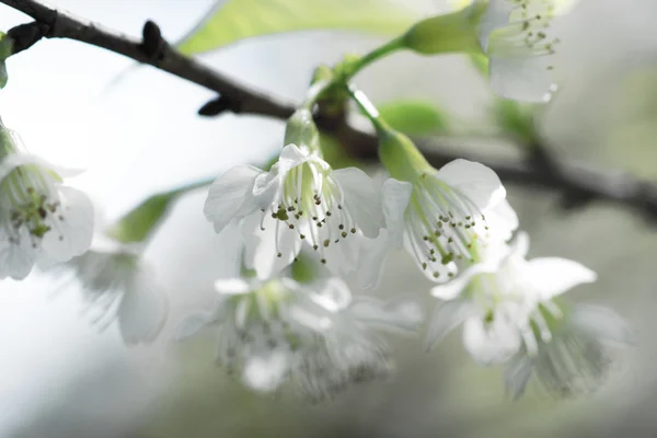 Beyaz çiçek "vahşi Himalaya kiraz". — Stok fotoğraf