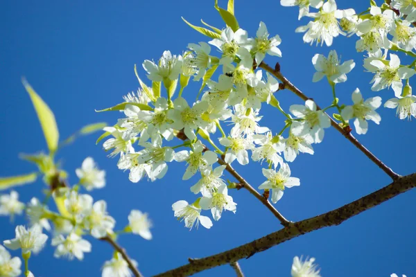 Fiore bianco "Ciliegia selvatica himalayana ". — Foto Stock
