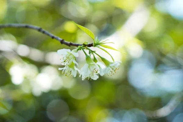 Weiße Blume "wilde Himalaya-Kirsche". — Stockfoto