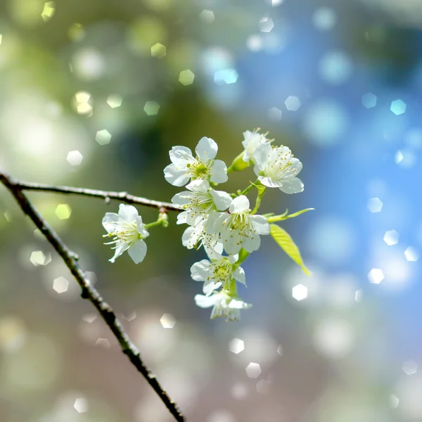 Bílý květ "divoké himálajské cherry". — Stock fotografie