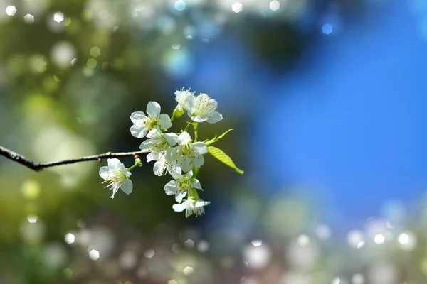 Flor blanca "Cereza salvaje del Himalaya ". — Foto de Stock