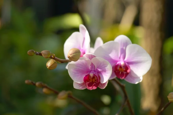 Orchidej květina — Stock fotografie