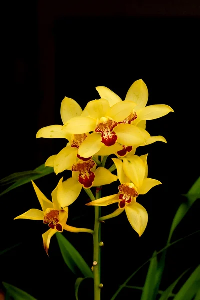 Orchideenblume — Stockfoto