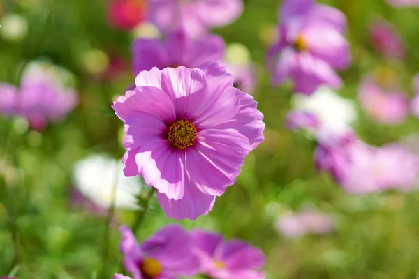 Kwiat kosmei w dziedzinie — Zdjęcie stockowe
