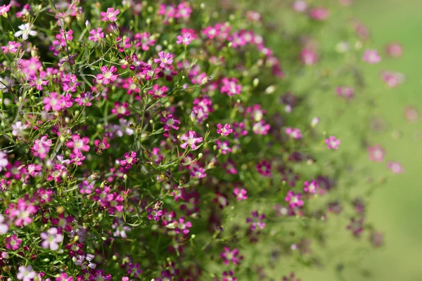 Primo piano fiore di gypsophila . — Foto Stock