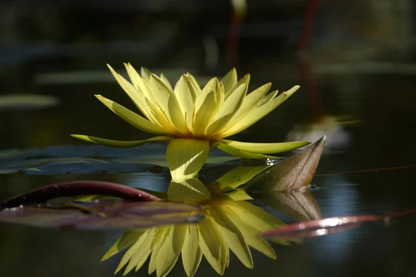 Красивый цветок лотоса или водяной лилии — стоковое фото