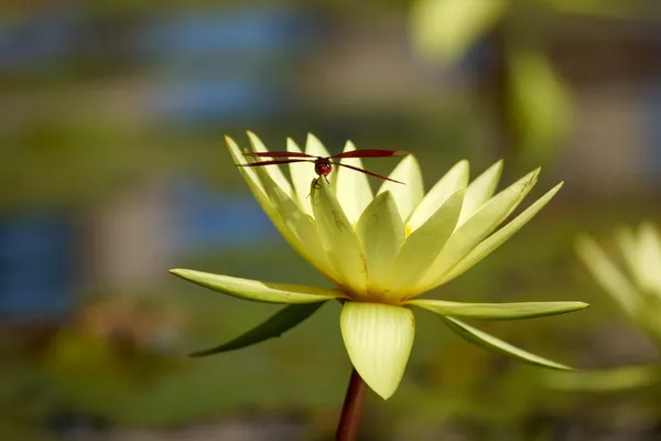 Belle fleur de nénuphar ou lotus — Photo