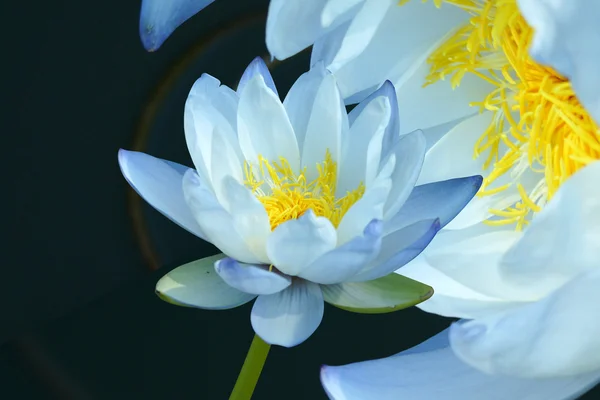 Blue water lily — Stock Photo, Image