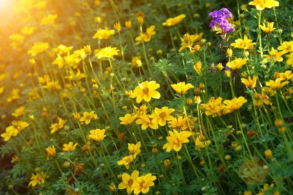 Bunga kuning di taman — Stok Foto