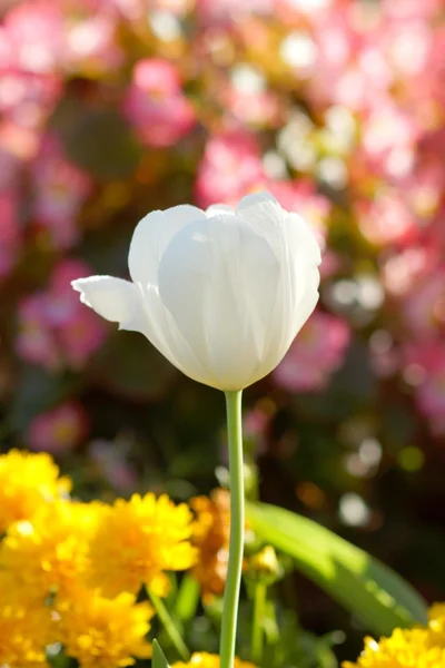 I tulipani stanno fiorendo nel giardino . — Foto Stock