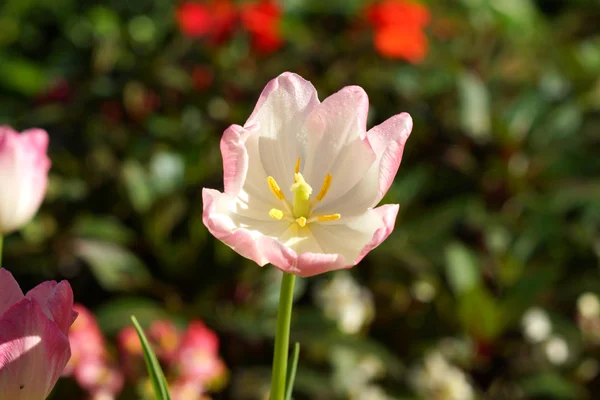 Tulipány jsou kvetoucí v zahradě. — Stock fotografie