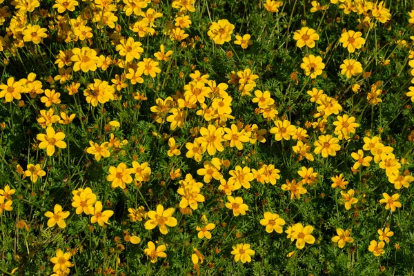 Fiori gialli in giardino — Foto Stock