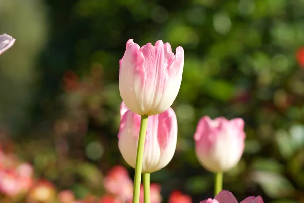 Tulipány jsou kvetoucí v zahradě. — Stock fotografie