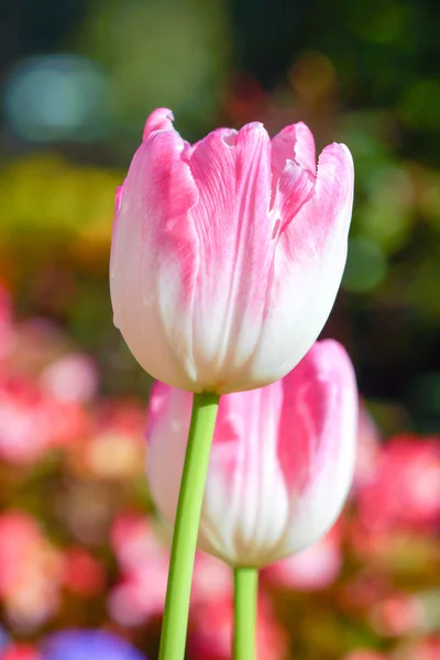 Tulipány jsou kvetoucí v zahradě. — Stock fotografie