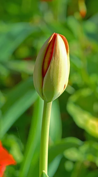 Les tulipes fleurissent dans le jardin . — Photo