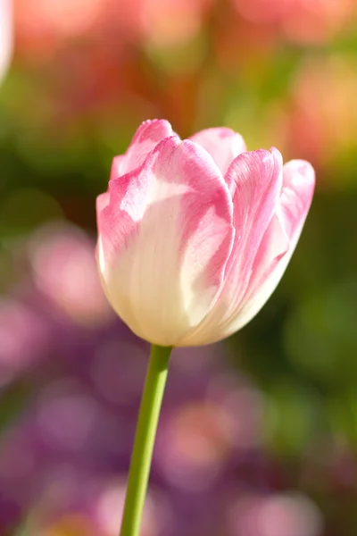 Tulipas estão florescendo no jardim . — Fotografia de Stock