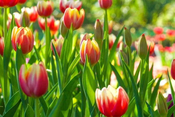 Los tulipanes florecen en el jardín . — Foto de Stock