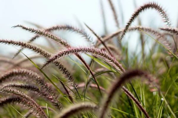 African Fountain Grass, — Stock Photo, Image