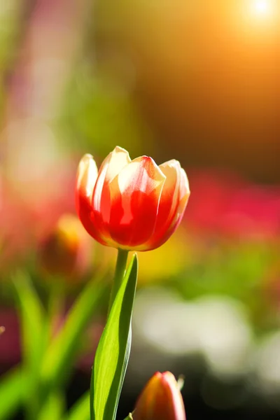 Les tulipes fleurissent dans le jardin . — Photo