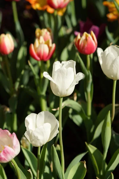 Tulipas estão florescendo no jardim . — Fotografia de Stock