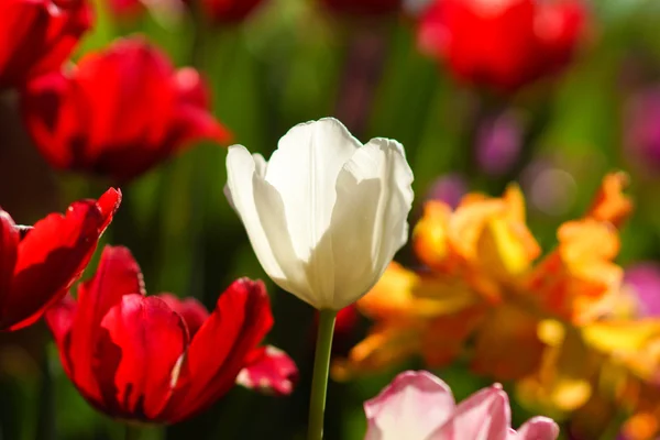 Tulipány jsou kvetoucí v zahradě. — Stock fotografie